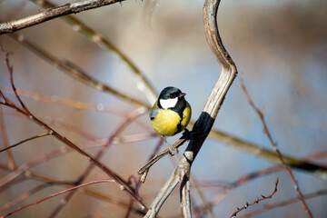 a bird on a branch