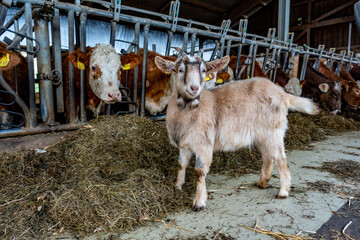 Ziege und Kühe im Stall