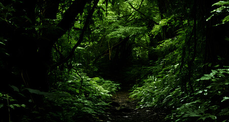 Fototapeta na wymiar the path through a green forest with trees