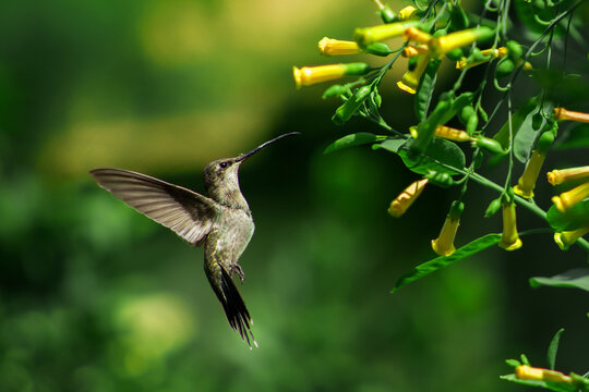 Retrato de un colibri alimentandose de flores amarillas en el jardin