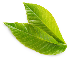Obraz premium Walnut leaves top view isolated. Green walnut leaf on white background. Two nut leaves flat lay. With clipping path. Full depth of field.