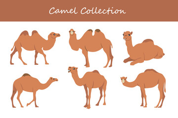 Camel vector illustration set. Cute camel isolated on white background.