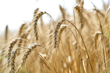 Golden wheat field ripe harvest summer cereal countryside organic bread farming environment season...
