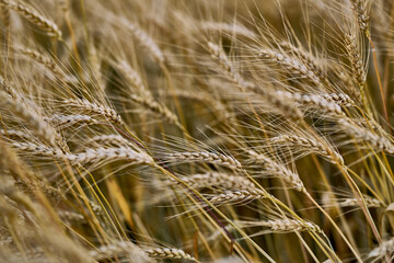 Golden wheat field ready for harvest displaying natural abundance.