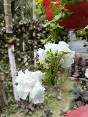 White flowers in garden 