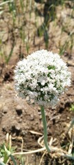 Onion flower