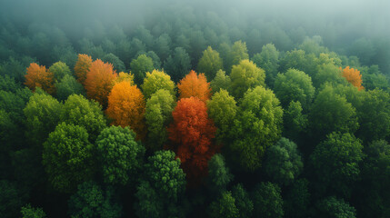 Naklejka na ściany i meble 美しい森の紅葉を空から見た様子