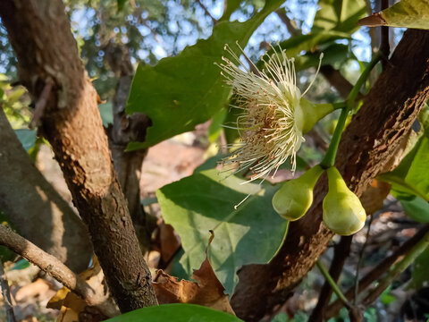 Java apple, wax apple flower and baby fruits are grow on tree