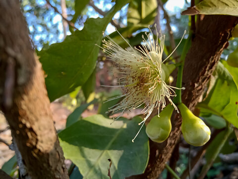 Java apple, wax apple flower and baby fruits are grow on tree