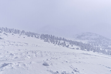 冬の八甲田山の樹氷