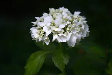 白いアジサイ