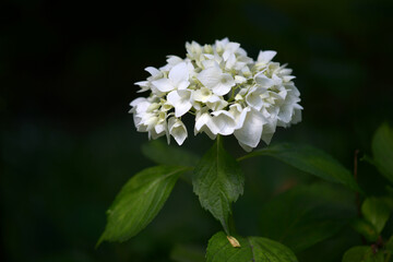 白いアジサイ