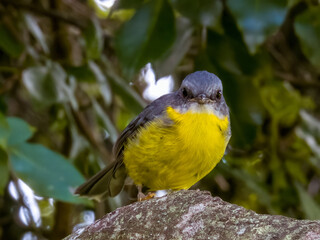 Eastern Yellow Robin in Queensland Australia