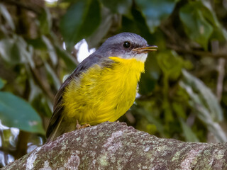 Eastern Yellow Robin in Queensland Australia