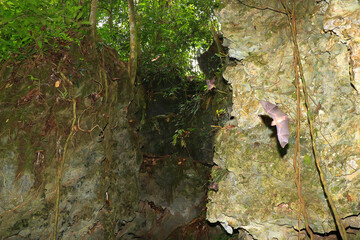 Rock Cave in Central Borneo Tropical Forest