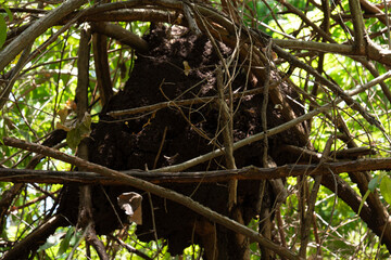 Arboreal termite hive