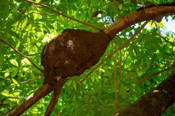 Arboreal termite hive