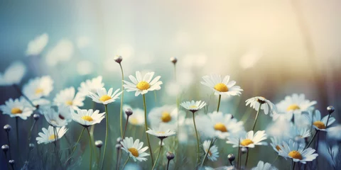 Papier Peint photo autocollant Prairie, marais White Daisies Flowers in a Meadow. Field of Chamomile Flowers. Beautiful Summer Landscape. Beautiful floral background for greeting card for Birthday, Mother's day, Easter, Women's day, Holiday