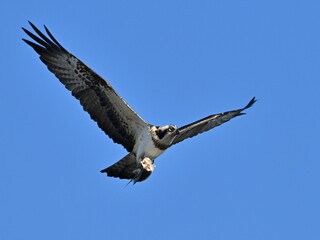 ミサゴ餌持ち