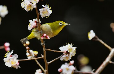 梅とメジロ