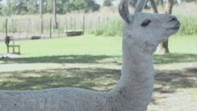 Llama en la granja