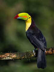 Fototapeta premium Keel-billed toucan in Costa Rica 