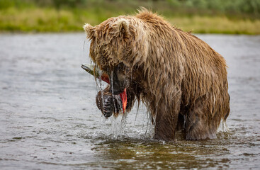 Brown Bear fishing for salmon in Katmai, Alaksa