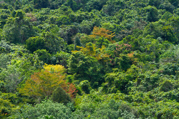 Mountain in Central Borneo Tropical Forest