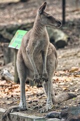 Port Douglas, Queensland, Australia