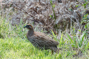Erckel's spurfowl (Pternistis erckelii), also known as Erckel's francolin, is a species of game bird in the family Phasianidae. Mauna Loa Road，Hawaiʻi Volcanoes National Park.