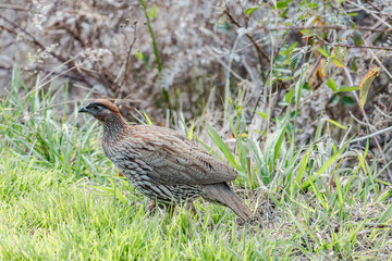 Obraz premium Erckel's spurfowl (Pternistis erckelii), also known as Erckel's francolin, is a species of game bird in the family Phasianidae. Mauna Loa Road，Hawaiʻi Volcanoes National Park.