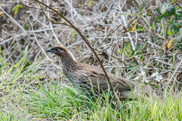 Erckel's spurfowl (Pternistis erckelii), also known as Erckel's francolin, is a species of game bird in the family Phasianidae. Mauna Loa Road，Hawaiʻi Volcanoes National Park.