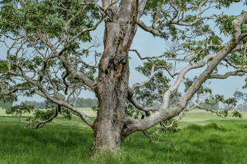 Acacia koa, commonly known as koa, is a species of flowering tree in the family Fabaceae.  Lava Tree Molds, Hawaiʻi Volcanoes National Park. Volcano Golf Course
