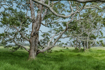 Acacia koa, commonly known as koa, is a species of flowering tree in the family Fabaceae.  Lava Tree Molds, Hawaiʻi Volcanoes National Park. Volcano Golf Course
