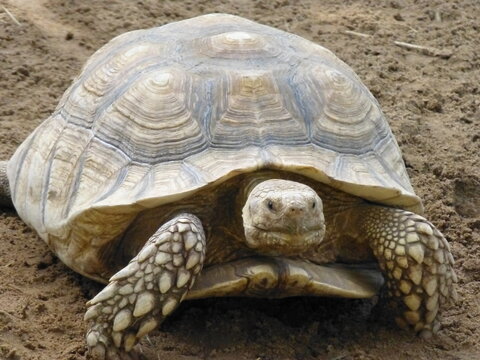 smiling turtle
