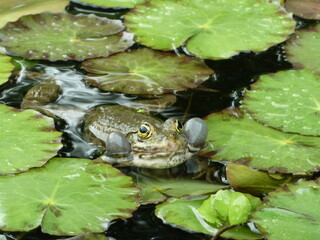 frog in the pond