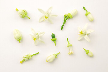 Group lime or green lemon flower on white paper background , top view , flat lay.