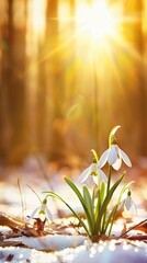 Snowdrop. Flower symbol of spring.