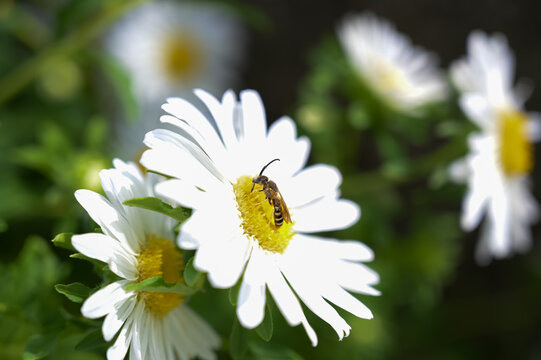 bee on daisy flower