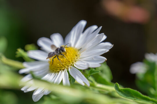 bee on daisy