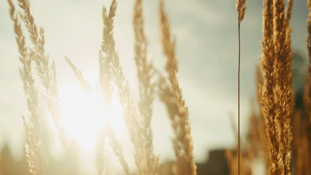 Wheat field, ears of wheat swaying from the gentle wind. Golden ears are slowly swaying in the wind close-up. View of ripening wheat field at summer day. Agriculture industry.