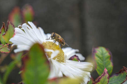 bee on flower
