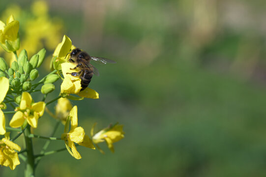bee on yellow flower