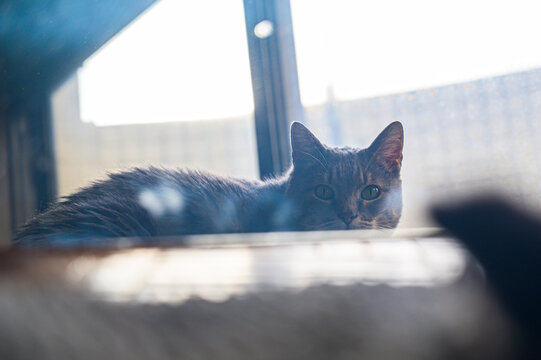 cat in the mirror
