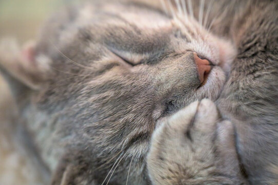 portrait of a cat