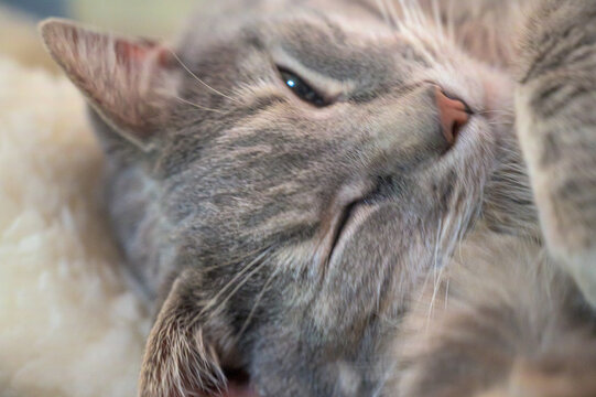 close up of a kitten