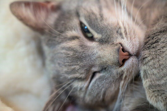 portrait of a cat