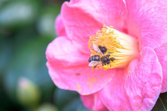 bee on flower