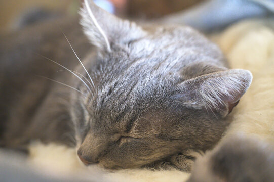 close up of a kitten