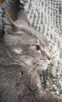 close up portrait of a cat